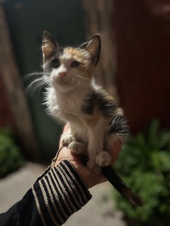 Una zampa alla volta – Gatti della Medina di Marrakech